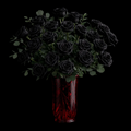 Midnight Roses